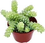 Live Succulent 4" Donkey Tails, Succulents Plants Live, Succulent Plants Fully Rooted, House Plant for Home Office Decoration, DIY Projects, Party Favor Gift by The Succulent Cult