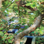Brussel's Bonsai Live Chinese Elm Bonsai Outdoor Tree Gift Bundle - Medium Bonsai Tree - Bonsai Kit with Ceramic Bonsai Pot and Bonsai Soil