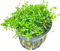 Mainam Pearl Weed Hemianthus Micranthemoides Potted US Nursery Live Aquarium Plants Decorations Freshwater Fish Tank Aquatic Plant3 Days Live Guaranteed