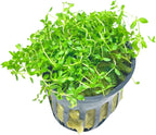Mainam Pearl Weed Hemianthus Micranthemoides Potted US Nursery Live Aquarium Plants Decorations Freshwater Fish Tank Aquatic Plant3 Days Live Guaranteed