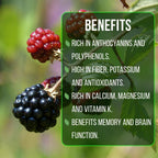 BlackBerry Plants Sweetie Pie (4 Pack) Live for Sale | Easy to Grow Plants | Edible Fruit Plant for Sustainable Living | Grow Your own Food on Your Organic Garden | Live for Planting |