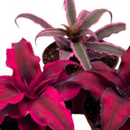 BubbleBlooms Cryptanthus bivittatus Assortment, Earth Star Bromeliad Set, 3 Different Succulents