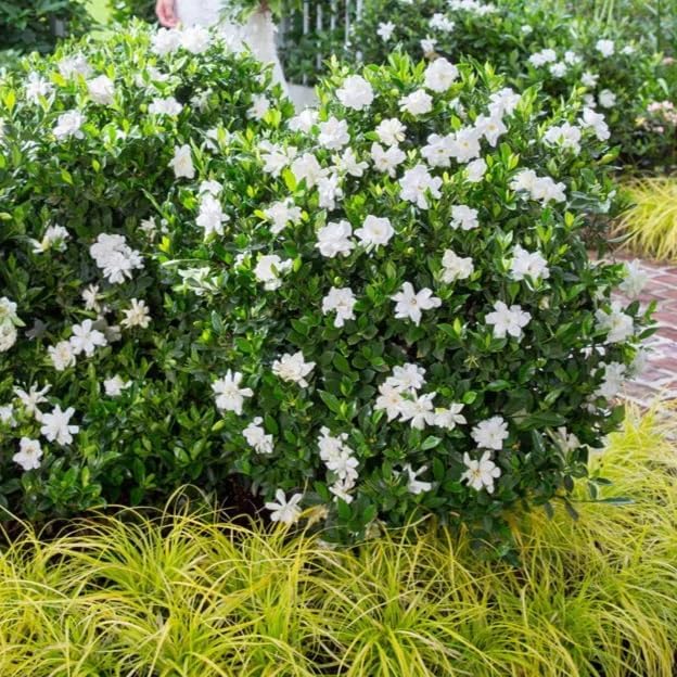 Gardenia Veitchii - Everblooming - Gardenia Jasminoides. Fragrant Evergreen Shrub with Glossy Foliage and Pure White Blooms, Perfect for Pots, Borders, or Gardens (2 Gardenia Veitchii Plants in Cup)