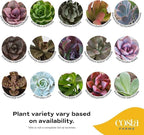 Costa Farms Mini Succulent Live Plants in Plastic Pots, Easy to Maintain Indoor Succulents, Assorted Variety Houseplants for Room Decor, House Warming or Party Favors, 2-3.5 Inches Tall, Pack of 100