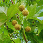 Sycamore Tree Plant Live, 6 to 12 Inc Tall, Sycamore Shade Tree Live Plant Garden