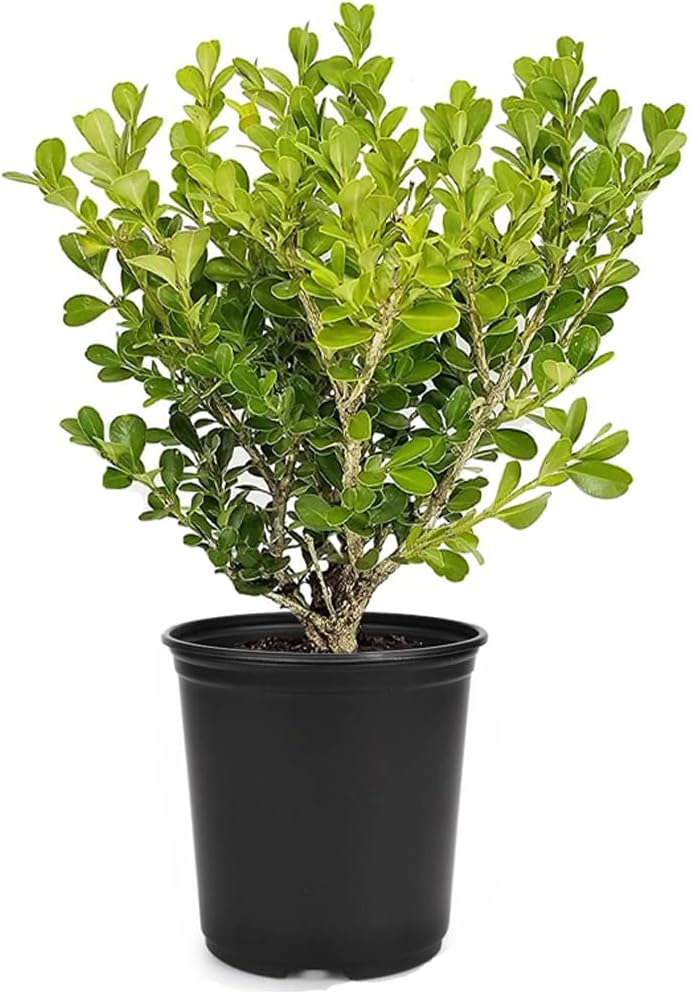 Japanese Boxwood | 1 Live 4 Inch Pot | Buxus Microphylla | Formal Evergreen Low Maintenance Hedge Plants