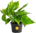 Costa Farms Golden Pothos Live Plant, Easy Care Indoor House Plant in Grower's Pot, Potting Soil, Great for Outdoor Hanging Planter or Basket, Housewarming Gift, Desk Decor, Room Decor, 10-Inches Tall