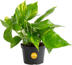 Costa Farms Golden Pothos Live Plant, Easy Care Indoor House Plant in Grower's Pot, Potting Soil, Great for Outdoor Hanging Planter or Basket, Housewarming Gift, Desk Decor, Room Decor, 10-Inches Tall