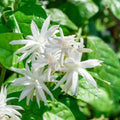 Jasmine Plant, Fragrant Jasmine Flower Vine 4-8 Inches Well Rooted for Container, Hanging Basket Growing (Common)