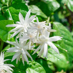 Jasmine Plant, Fragrant Jasmine Flower Vine 4-8 Inches Well Rooted for Container, Hanging Basket Growing (Common)