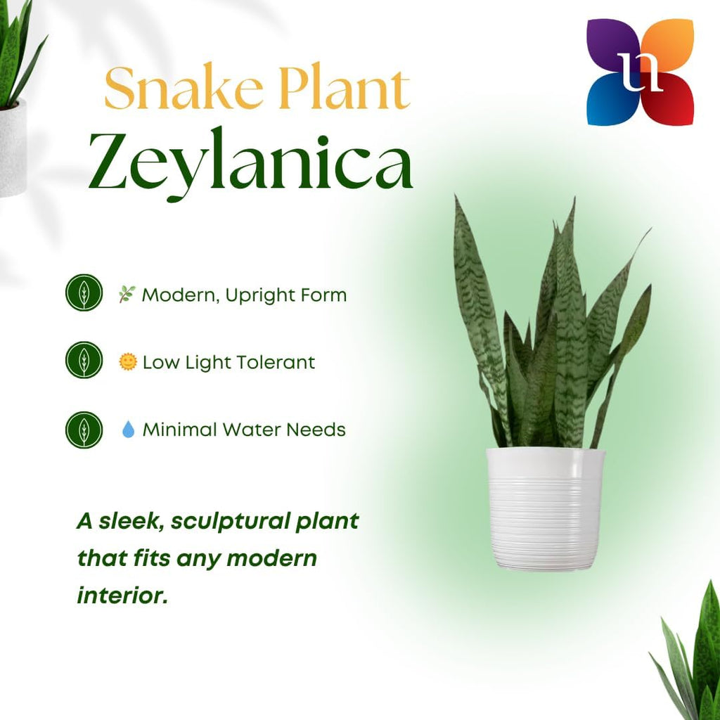 United Nursery Sansevieria Zeylanica Live Indoor Snake Plant 26-32 Shipping Size Shipped Fresh in 9.25 Grower Pot