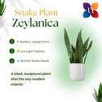 United Nursery Sansevieria Zeylanica Live Indoor Snake Plant 26-32 Shipping Size Shipped Fresh in 9.25 Grower Pot