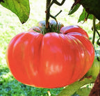 Pink Ponderosa Heirloom Tomato Seeds - Large Tomato - One of The Most Delicious Tomatoes for Home Growing, Non GMO - Neonicotinoid-Free.