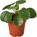 Pilea Peperomioides 'Chinese Money' Live Plant for Indoor | Different Houseplants in 4'' & 6'' Pot | Real House Plant for Living Room, Office, Desk & Bathroom | Friendship Plant