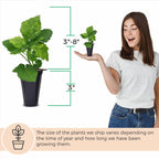 BlackBerry Thorny Plants Kiowa (4 Pack) Live for Sale | Easy to Grow Plants | Edible Fruit Plant for Sustainable Living | Grow Your own Food on Your Organic Garden | Live for Planting |