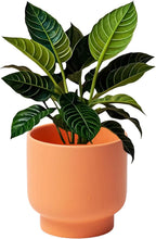 LB Orange Ceramic Planters for Indoor Plants, Succulent Plant Pots Ceramic Flower Pots, Modern Plant Pot for Living Room Office Home Decor, Round Flower Pot of 4.3 Inch(Plant Not Included)