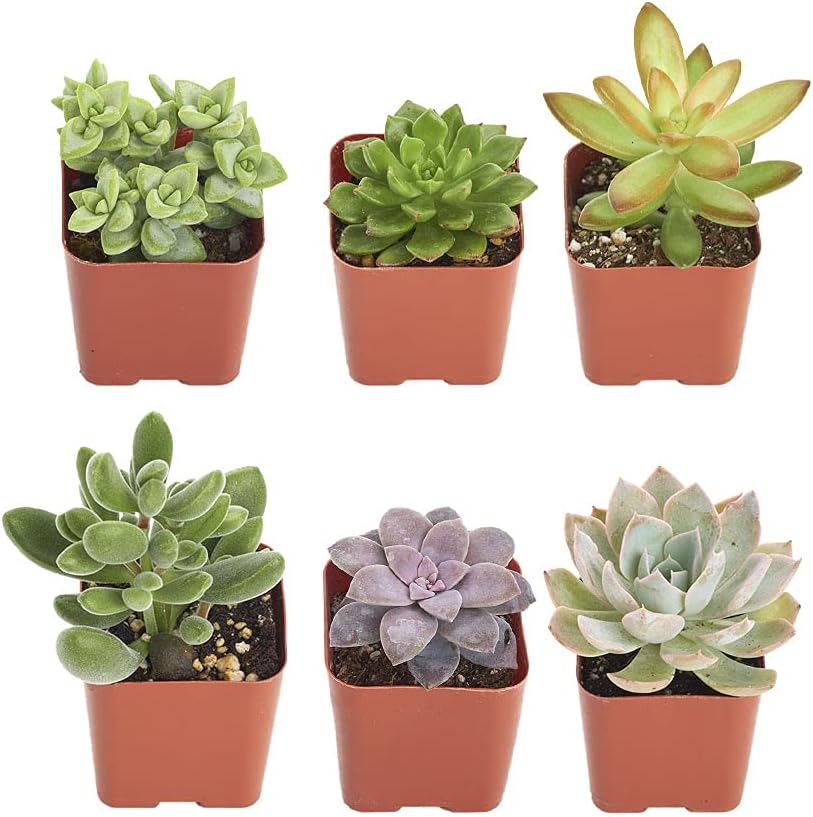 Shop Succulents Unique Succulent Plant Pack Collection - Live Mini Succulent Plants, Low Maintenance, Exceptional Colors & Textures - Wedding and Party Favors, Gift & Garden, Pack of 6
