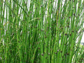 2 Horsetail Grass in 4 Inch Pots (2 Four Inch Pots with The Grass 3-6 Canes) in Each Pot