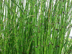 2 Horsetail Grass in 4 Inch Pots (2 Four Inch Pots with The Grass 3-6 Canes) in Each Pot