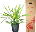 Dracaena Rikki – Live Tropical Plant in 10-Inch Grower Pot | Indoor & Outdoor Use