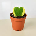 Hoya Sweetheart Variegated Live Plant for Indoor | Different Houseplants in 3'' Pot | Real House Plant for Living Room, Office, Desk & Bathroom | Lucky-Heart | Hoya kerrii