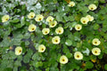 Floating Plants for Water Gardens and Ponds (Water Poppy)