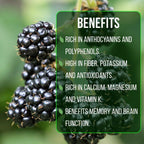 BlackBerry Thorny Plants Kiowa (4 Pack) Live for Sale | Easy to Grow Plants | Edible Fruit Plant for Sustainable Living | Grow Your own Food on Your Organic Garden | Live for Planting |