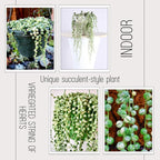 Variegated String of Pearls Plant Live, Trailing Succulent Vine, Rare Live Indoor Plant in Pot