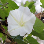 Outsidepride Ipomoea Alba Moonflower Seeds – 1 lb. Annual, Vining Flower Seeds for Planting, Fragrant Night-Blooming Climbers for Trellises, Moon Gardens, Night Pollinators & Outdoor Landscapes