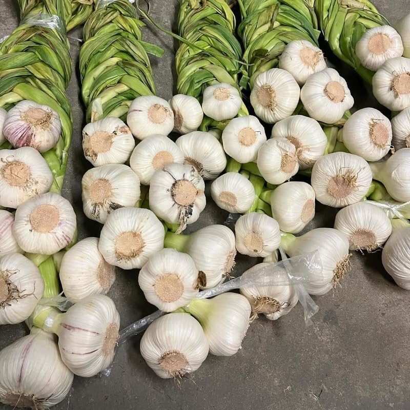 1 Pound Garlic for Planting in Fall Hardneck, 8-10 Music Garlic Bulbs for Planting, Fresh and High Yield Bulb Variety Pack, Hardy and Fast Growing