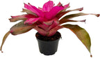 ragnaroc Live Plants – Bromeliad Neoregelia Tatiana, 8-12" in 6" Pot - 1ct - Live Arrival Guaranteed - House Plants for Home Decor & Gift