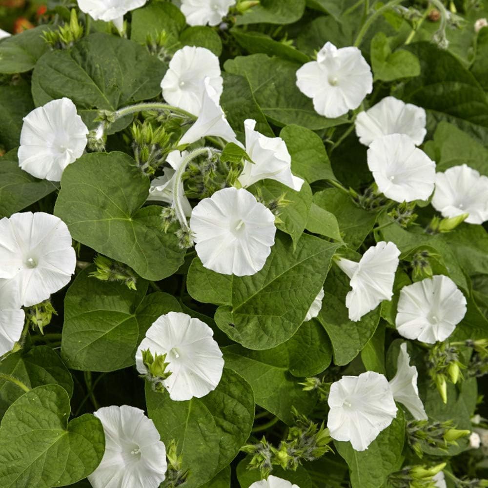 Outsidepride Ipomoea Alba Moonflower Seeds – 100 Pcs Annual, Vining Flower Seeds for Planting, Fragrant Night-Blooming Climbers for Trellises, Moon Gardens, Night Pollinators & Outdoor Landscapes