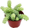 Live Succulent 4" Donkey Tails, Succulents Plants Live, Succulent Plants Fully Rooted, House Plant for Home Office Decoration, DIY Projects, Party Favor Gift by The Succulent Cult