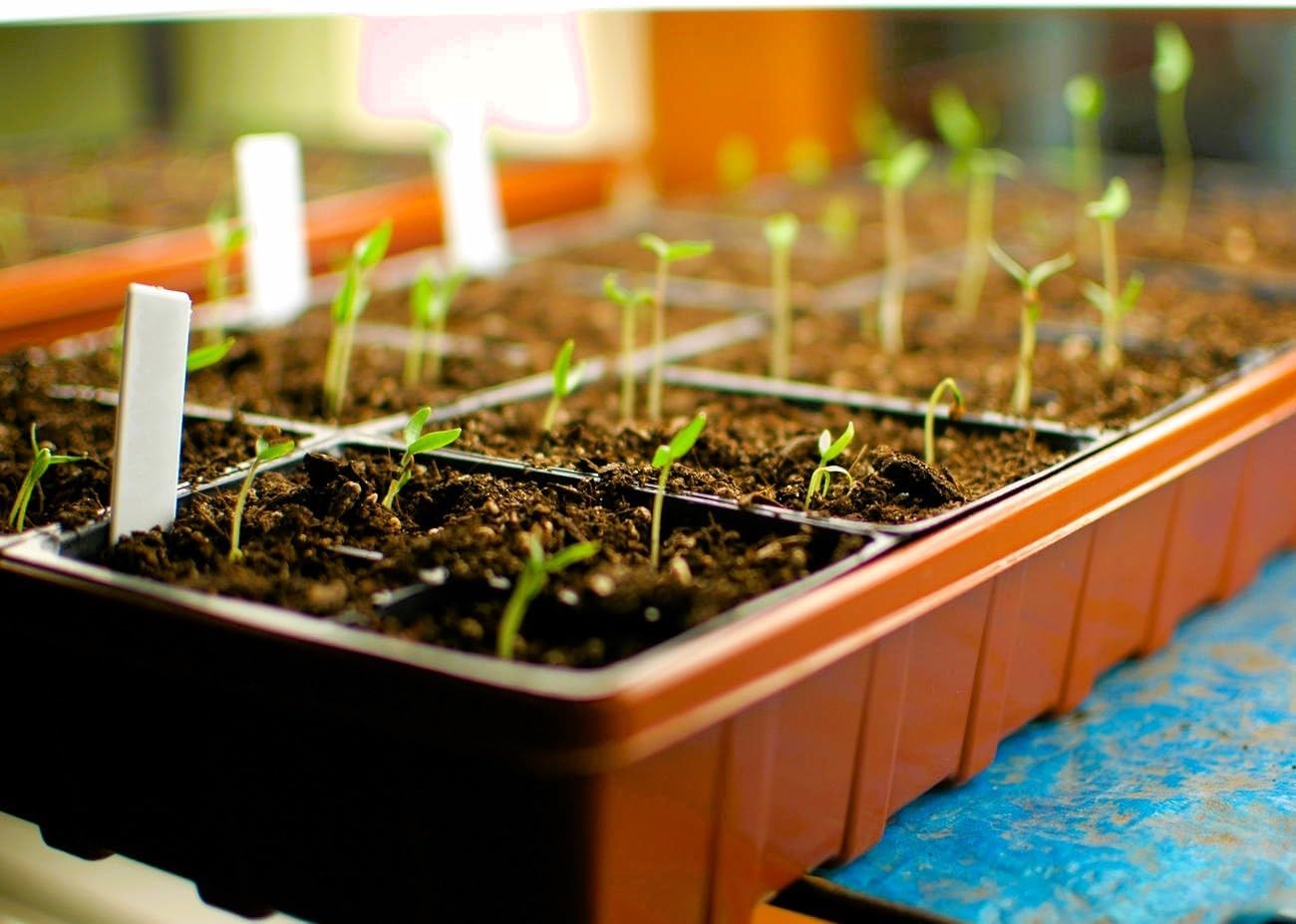 Propagation Mats Original from Manufacturer *Any (1, 11" x 24") RHS Propagation Mat, Reliable Water-Resistant Seedling Warming Mat, Heat Pad for Seed Germination