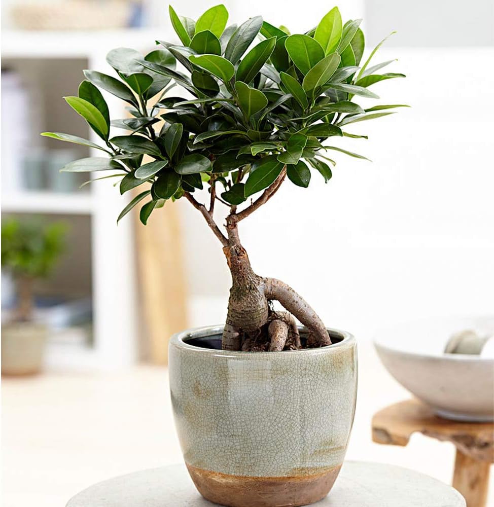 American Plant Exchange Ficus Ginseng Microcarpa – 6-Inch with Pot – Live Easy Care Bonsai Tree, Air Purifying Indoor Plant for Home, Office, or Zen Décor