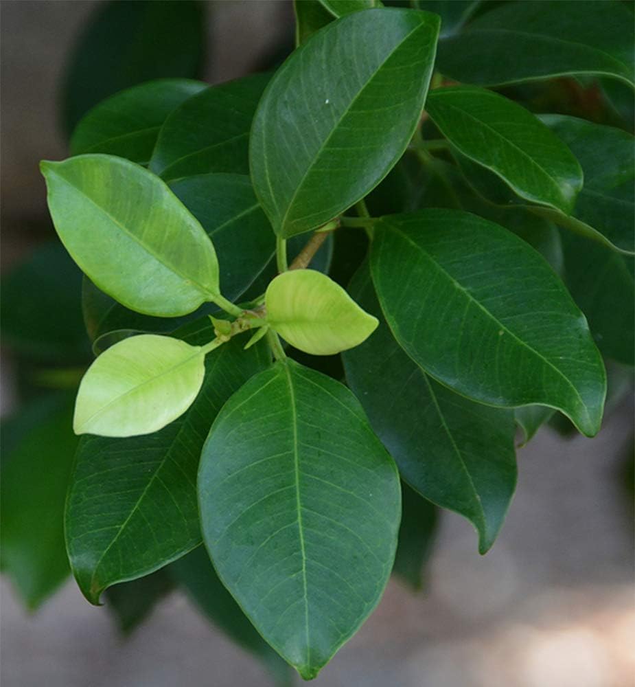 American Plant Exchange Ficus Ginseng Microcarpa – 6-Inch with Pot – Live Easy Care Bonsai Tree, Air Purifying Indoor Plant for Home, Office, or Zen Décor
