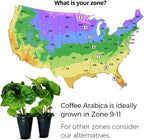Coffee Plant Arabica (4 Pack) Real Live Plant for Sale | Coffee Lover's Dream | Easy to Grow Live for Planting | Grow Your Own Food on Your Edible Organic Garden |