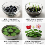 300pcs Lotus Seeds for Planting - 15 Unique Varieties Bonsai Bowl Lotus Seeds, Includes Detailed Planting Guide, Perfect for Ponds, Water Gardens & Gifts, High Germination, Easy to Grow