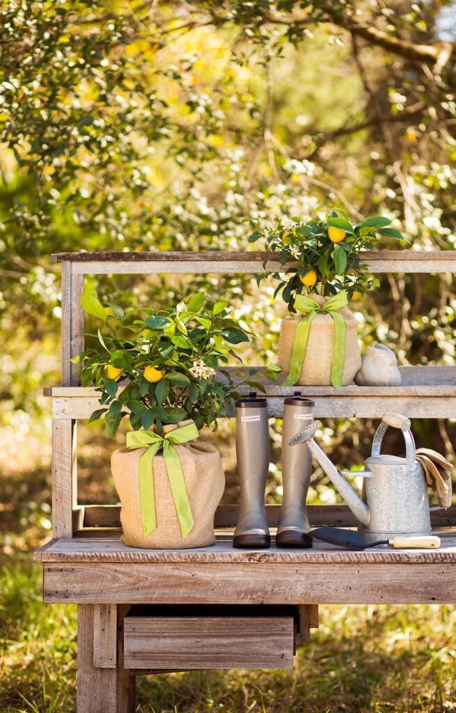 Meyer Lemon Tree Gift, Live Fruit Plant, Easy Care, Low Maintenance, Juicy Lemons, Unique Housewarming Gift, by The Magnolia Company, 1-2 Feet Tall, No Ship to CA, TX, AZ, LA, AL