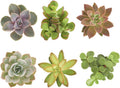 Shop Succulents Assorted Succulent Plant Pack Collection - Live Mini Succulent Plants, Low Maintenance, Mixture of Colors & Textures - Wedding and Party Favors, Gift & Garden, Pack of 6