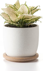Ceramic Flower Pots Indoor-Outdoor: 5.75 Inch Planters with Drainage Holes & Saucer - Modern Decorative Plant Pots Ceramic for Home Gardeners (White)