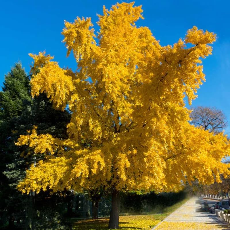 Ginkgo Tree Live Plant in Quart Pot, Well Rooted Ginkgo Tree Plant Live, Ready to Grow, 1-2 Year Old Ginkgo Tree