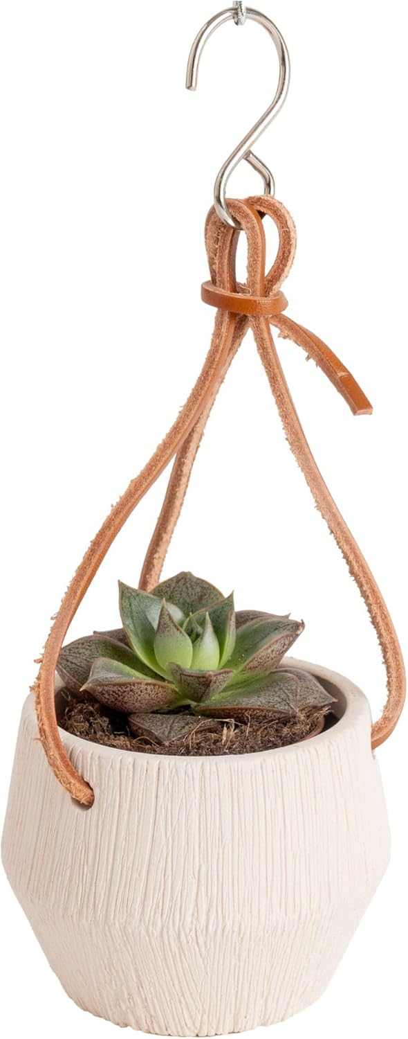 Costa Farms Succulent Plant, Live Indoor Mini Succulent Plant in Hanging Basket Succulents Plant Pot, Potting Soil Mix, Grower's Choice, Easy Grow Houseplant, Home and Room Decor, 2-Inches Tall