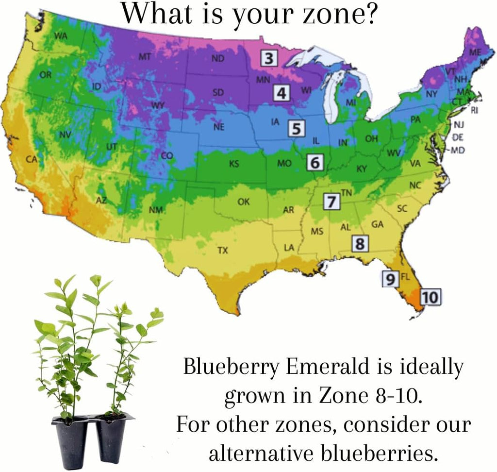 Pink Lemonade Blueberry (Emerald)