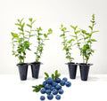 Pink Lemonade Blueberry (Emerald)