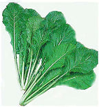 Turnip Green Seeds - Seven Top Turnip Greens - Produces Only Greens - 3400 Seeds