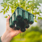 Vego garden Seedling Suite Products, 4 Pack Jumbo Seedling Trays and 4 Pack Standard Seedling Trays with Seedling Tray Lids and 10" x 20" Bottom Watering Trays