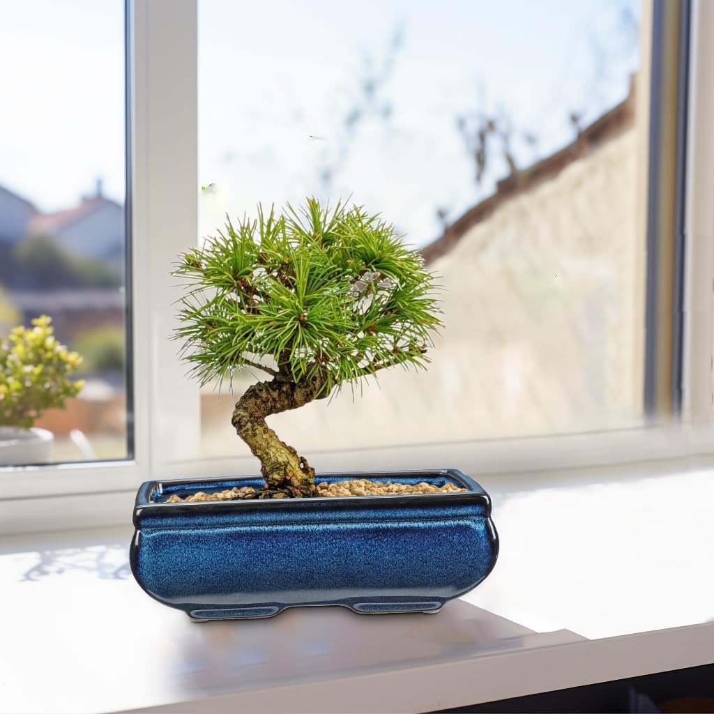 Set of 2 Blue Glazed Ceramic Bonsai Pots, 9.8" & 7.4" Rectangular Bonsai Pots Planters with Drainage for Indoor/Outdoor Plants, Shallow Bonzie Tree Pot for Succulents, Cacti, Orchids, Herbs, Flowers