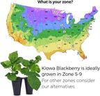 BlackBerry Thorny Plants Kiowa (4 Pack) Live for Sale | Easy to Grow Plants | Edible Fruit Plant for Sustainable Living | Grow Your own Food on Your Organic Garden | Live for Planting |