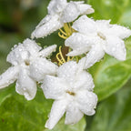 Jasmine Plant, Fragrant Jasmine Flower Vine 4-8 Inches Well Rooted for Container, Hanging Basket Growing (Maid of Orleans)